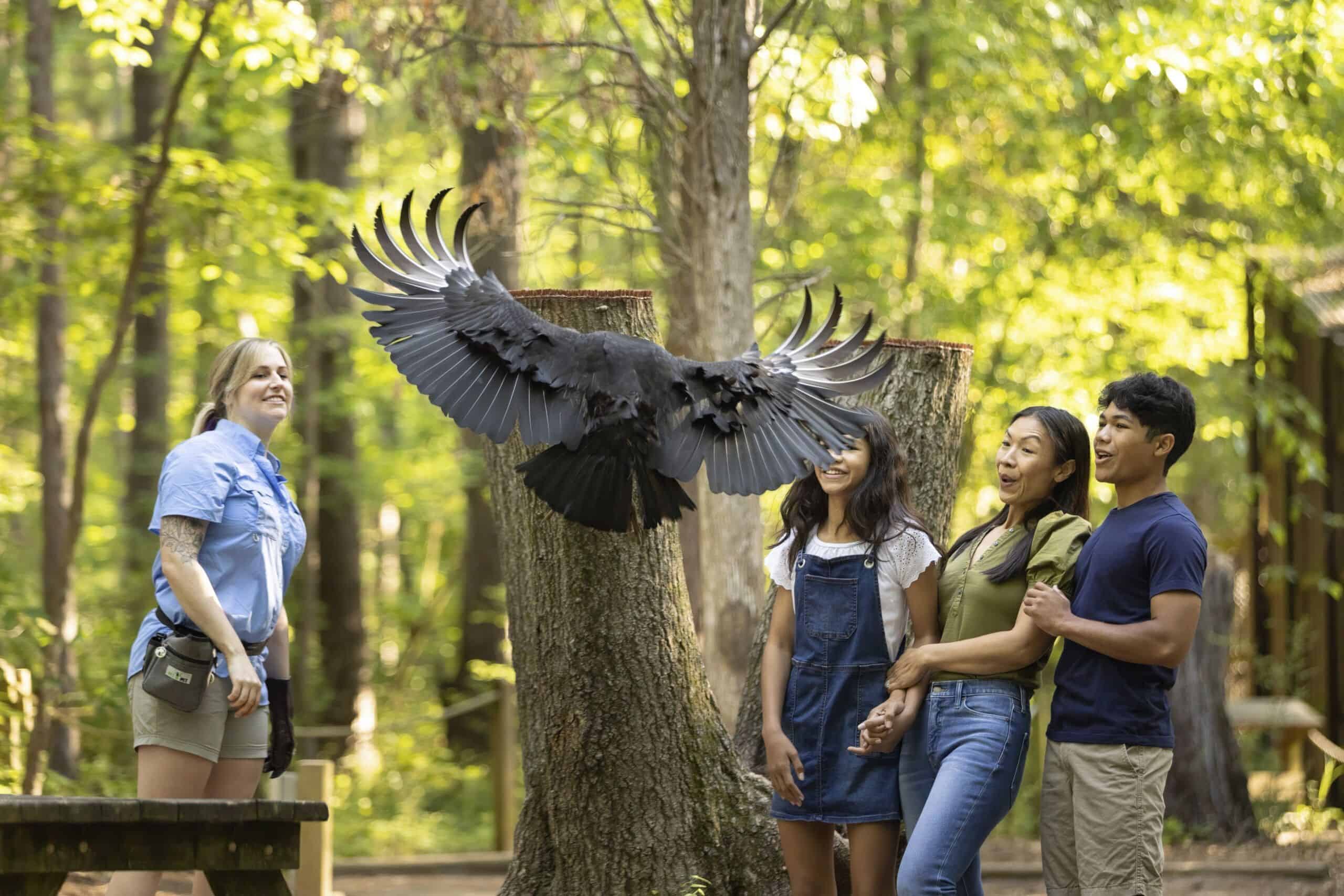 Buff Raptor Centres Carolina Raptor Center - Next Stage - Social Impact Services